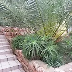 Tigrich Sveta Nedelja (Hvar)